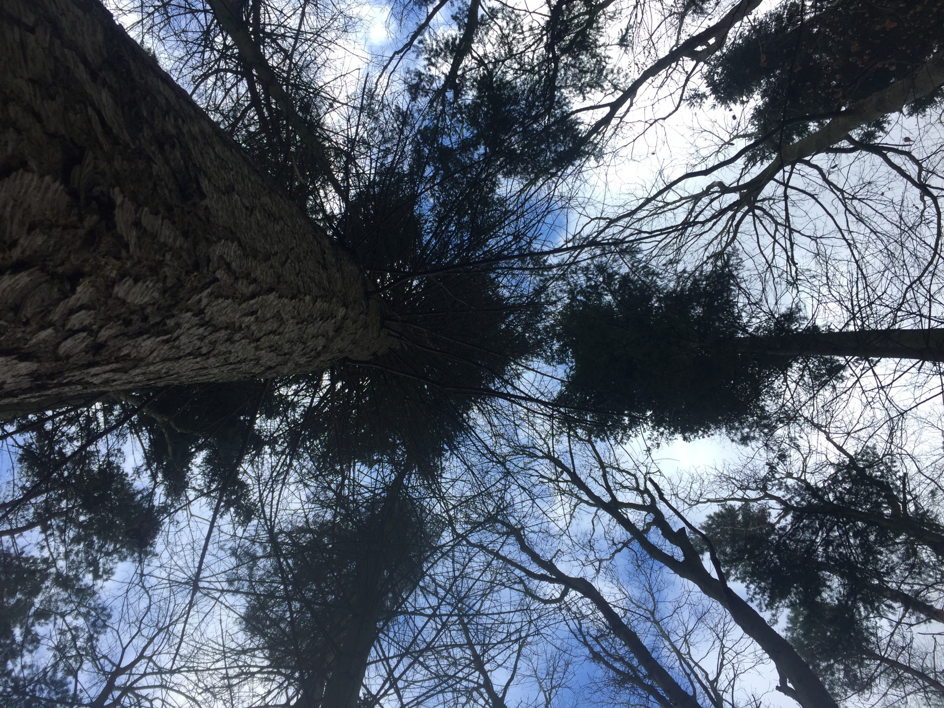 /storage/Looking up towards the tree canopy against a blue sky.