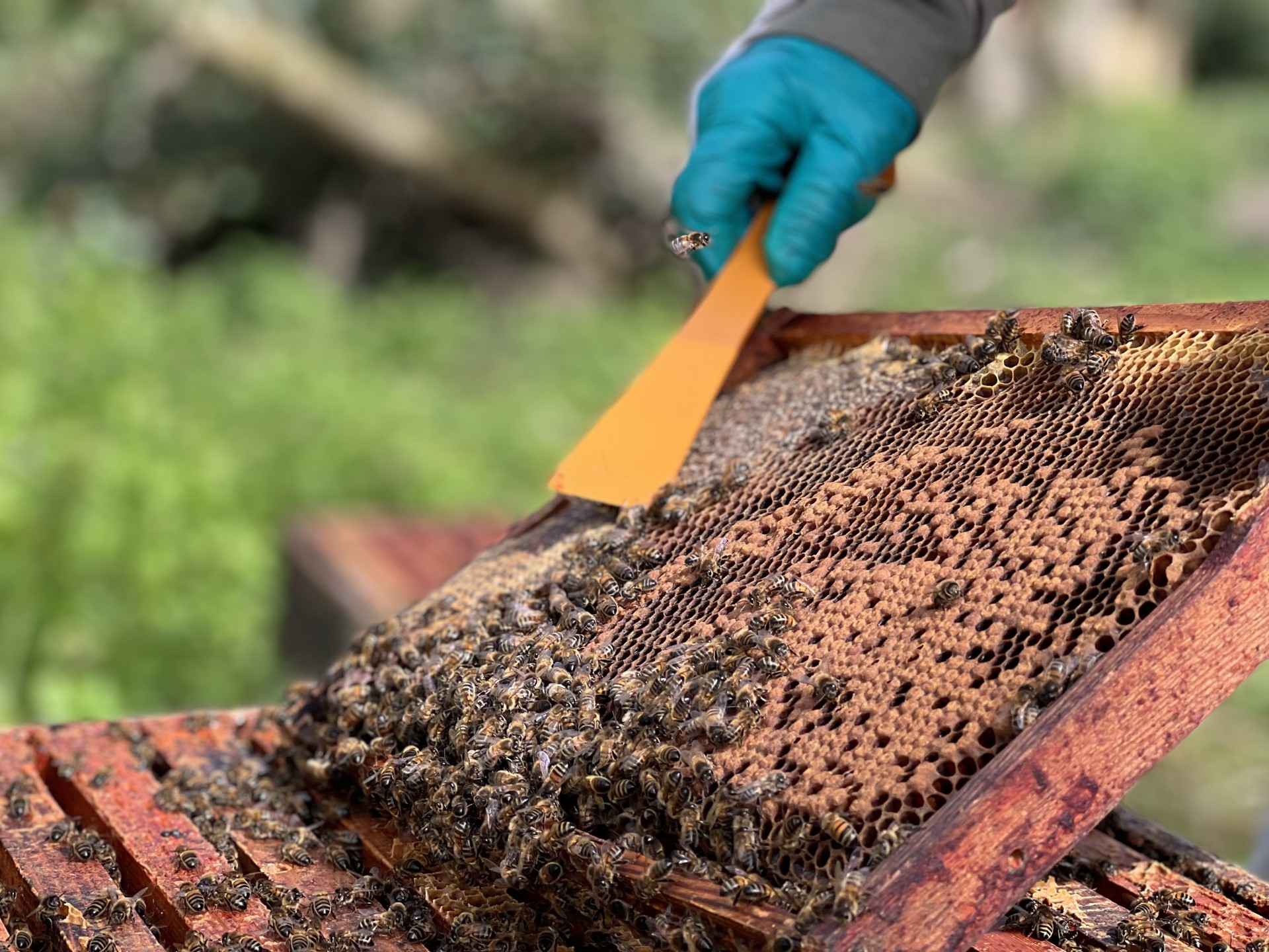 /storage/Maintaining the bee hives.