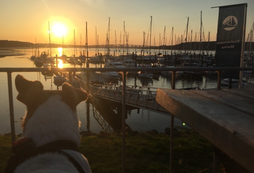 A beautiful sunset with the Orwell bridge in the distance with my Friend Stitch. I miss You Buddy.