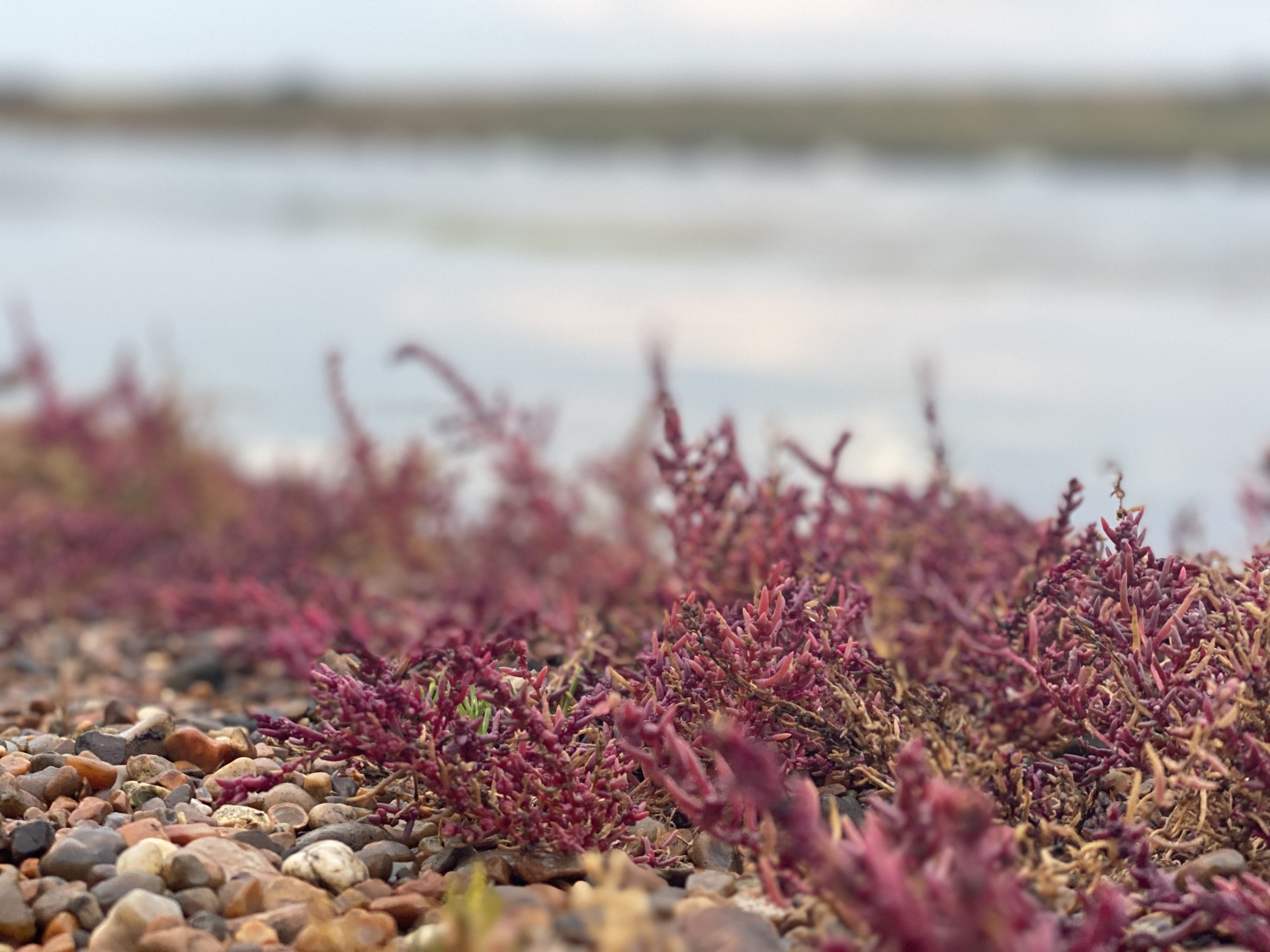 Coastline  with shingle in Suffolk.