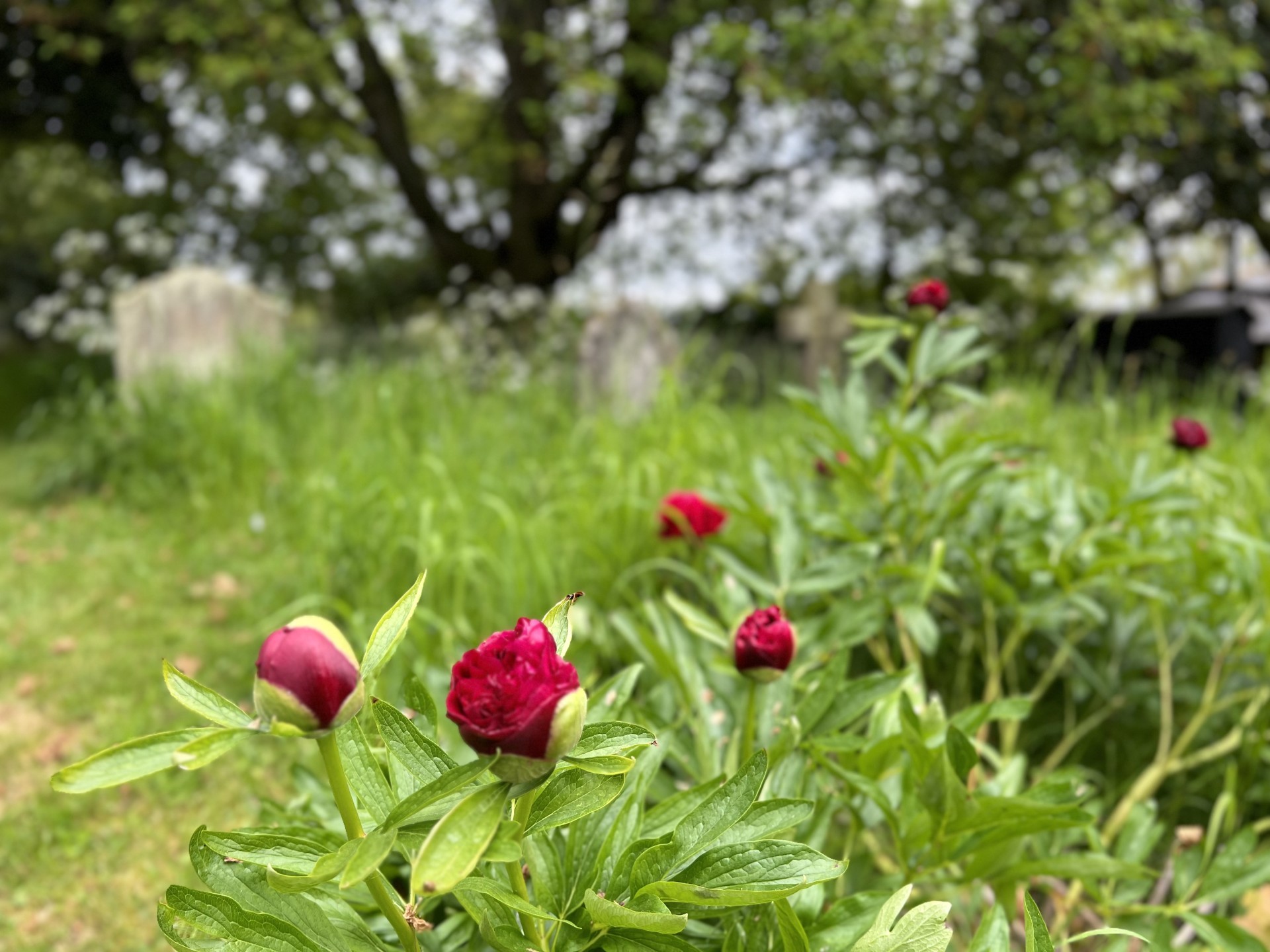 Wild flowers at Hollyhocks luxury glamping site in Suffolk.